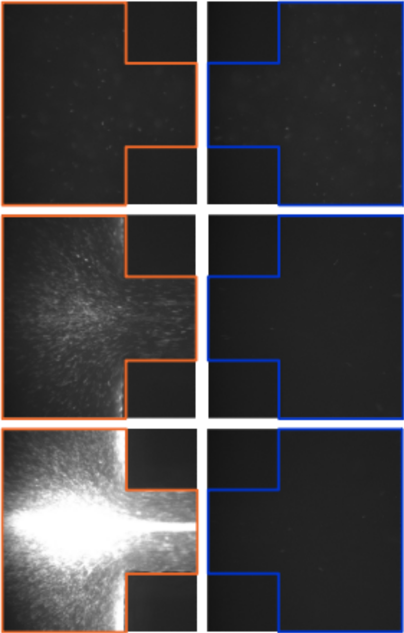 Microspcopy images showing entry and exit of microfluidic channel.