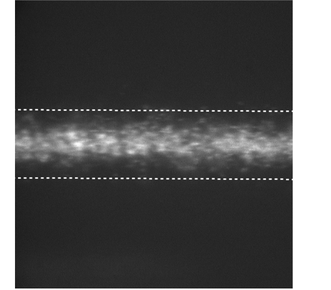 Microscopy Image Showing DNA Focusing